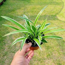 에덴플랜트 오션 무늬접란 조란 접난 거실화초 현관식물 공기정화 수경재배 반음지 1개