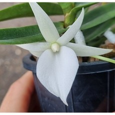 (팜 이연숙TV난원) 앙그레컴 쌍대 원종 (별모양 꽃 예뻐요) 꽃대 있어요, 1개