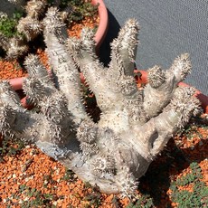 Pachypodium屬 塊根植物 惠比須大黑 - 造型奇特，免澆水，居家裝飾, 1個