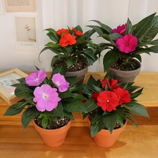 갑조네 임파첸스 꽃식물 서양 봉선화 플랜테리어 화단 화초 정원, 임파첸스(랜덤)(소품), 1개