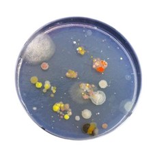 세균배양실험 배지만들기 10인교구 세균실험세트 세균검사 초등기관, 1세트