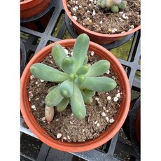 綠之源 乙女心多肉植物 3吋盆栽, 詳見包裝