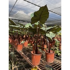 霏霏園藝尤卡坦觀音蓮 特價盆栽 淨化空氣 室內綠植 美化空間 易於照料