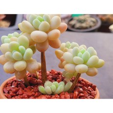 다육식물 캐비어 토분에 심은 다육이 분갈이 필요없는 다육화분 홈가드닝 반려식물 사무실 카페 인테리어 장식 소품 화분째 배송합니다. 로뎀다육, 1개, 계절에따라변화