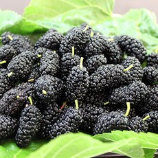 산들해 햇 토종 오디 명품 냉동생과, 1개, 10kg