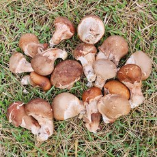 참송이, 1박스, 정품500g