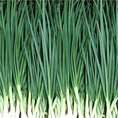 [농수산 장터] 깐쪽파 300g 500g 1kg, 1개