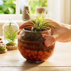 이오난사 화분 만들기 천연황토볼가습 원예 체험 키우기쉬운 노인 어르신 중학생 학교 활동, 황토볼 천연 가습기 꾸미기 (P0000KXZ)