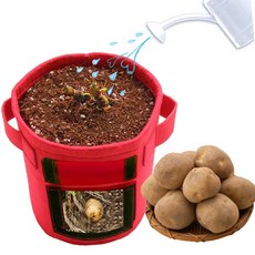 감자 키우기_식물관찰 학습 감자화분