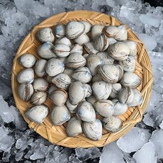 동죽 국내산 서해안 해감 물총조개 신선 동죽조개 1kg, 동죽 1kg