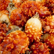 [통영멍게] 당일조업 당일발송 싱싱한 통영 활멍게(대품 32~40미), 1개, 3kg