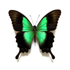 蝴蝶標本A1 綠琉璃鳳蝶，不同亞種隨機出貨，展翅6-7CM，產地印尼，昆蟲標本收藏, 未展翅乾貨