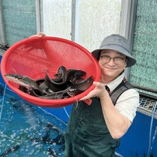 국내산 손질 메기 1kg 매운탕소스증정, 1개