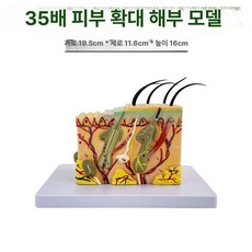 피부층 모형 피부 진피 조직 교육 피부과 해부도 단면, 35배