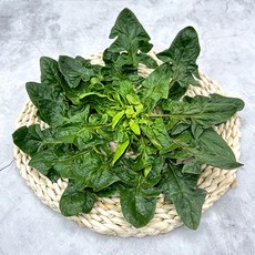 해풍맞은 신안 도초도 사계절 섬초 시금치, 2kg, 1박스