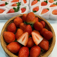 [프리미엄 설향] 당일수확 고당도 설향 딸기 신선보장, 1박스, 한입 딸기 350g