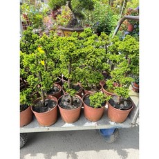 霏霏園藝日本八房杉盆栽 5-6吋庭院植物 日式禪意造景盆栽 園藝批發