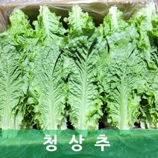 청상추 2kg 야채맘, 1박스