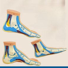 인간 발 모형 해부 평발 교육용 골격 근육 F_평발 모형 각인 버전, 1개