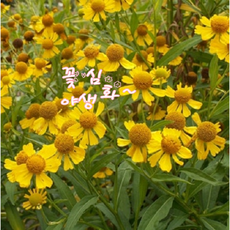 꽃심야생화 헬레니움 옐로 노지월동다년초 가을개화 8cm포트 모종, 4개