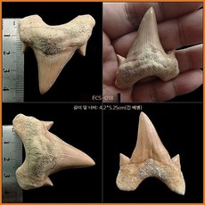 고대 상어 메갈로돈 이빨 화석 실물 표본 전시 수집용 해양 화석, ECS-018 (아크릴박스 포함)
