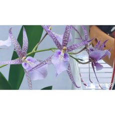 [루반정원] 이즈미 (향기 좋아요), 1개