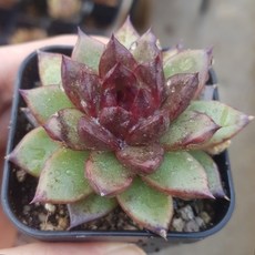 예쁜 다육식물 56가지 모아보기, 19번/초코핑거, 1개