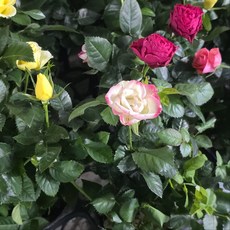 사계장미 장미 화분 미니장미 모종 묘목 키우기, 2개