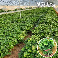 2026 [봉팔형님] 해남 밤 고구마모종 고구마순, 1박스, 1kg