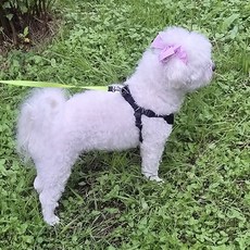 소형견 이어슈슈 강아지 머리띠 리플퍼플 (귓병예방! 귀 통풍 효과에 패션까지 챙기세요), 1개