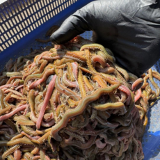 정우크릴 청갯지렁이 100g, 1개