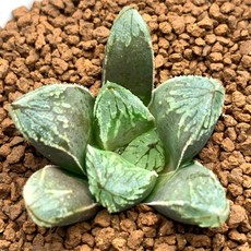 (裏般若 X 金賞玉扇錦) X UDO 717-19 多肉植物盆栽組合