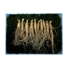 국보산삼 장뇌삼 산양삼 산양산삼 못난이삼 5-6년근, 3g, 10개