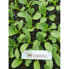 청경채모종 텃밭채소묘종판매 모종파머스, 20개