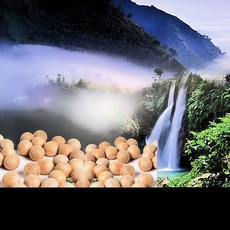 阿里山檜木球 防蛀 防蟲 驅蟲 100顆, 100個, 20ml