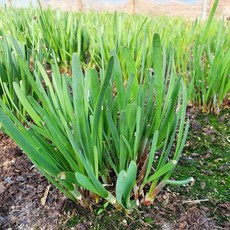 [당일수확] 부추 국산 약부추 정구지 봄나물, 1박스, 가정용 200g