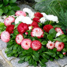 잉글리쉬데이지 4종 씨앗 선택구매, 1개