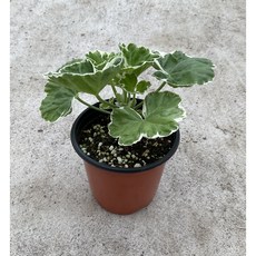 화이트링제라늄 소품 소형 제라늄 화초 인테리어