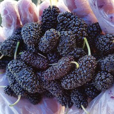 특품 급냉 고창 오디 햇오디 뽕나무 오디 열매 과상오디 뽕나무열매 냉동오디, 1개, 8kg