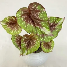 인조식물 플라스틱 베고니아 거실 애플 터틀백 대나무, 1개, brown