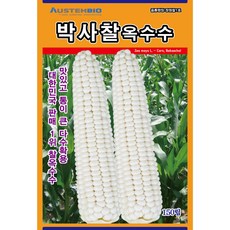 주주씨앗 백찰옥수수 씨앗 150립 박사찰옥수수 씨앗 다수확 통큰 옥수수, 1개