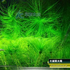 AC草影 大細葉太陽 南美太陽草 陽性水草 魚缸造景, 1個