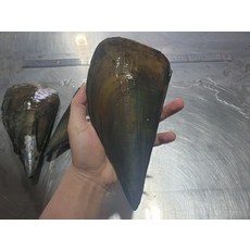 배달시키지마세요 구입후간편하게드세요 연안 소키조개 1미 음식은 즉석으로먹어야 정말맛있습니다, 1개, 1없음