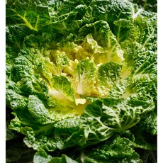 [산지직송]제철 해풍맞은 진도 봄동, 1kg, 1박스