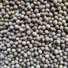 전남 곡성 산지직송 25년산 국산 햇 오리알태 국내산 콩나물콩, 1박스, 2kg