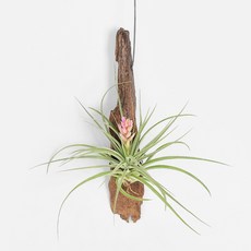 마이플랜트 이오난사 행잉플랜트, 1개