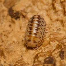 파르부스 X 단품형 등각류 쥐며느리 키우기, 1세트