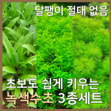 [수초농부] 검역 알아서 크는 녹색수초 3종세트 암브리아 펄글라스 뉴 라지리프 하이그로필라 초보자용 달팽이 없음, 1세트