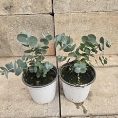 유칼립투스 (소품) 원플러스원 향기 좋은 스머지스틱만들기 키우기 쉬운 남부월동