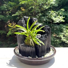 [희망참숯농원] 공기정화 숯화분 옹기미니(풍란), 1개